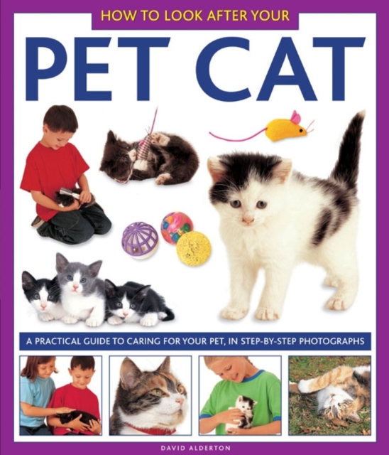 How to Look After Your Pet Cat - 