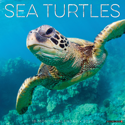 Sea Turtles 2026 12 X 12 Wall Calendar - 