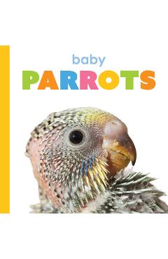 Poza produsului Baby Parrots - Kim Thompson