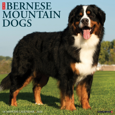 Bernese Mountain Dogs 2026 12 X 12 Wall Calendar -