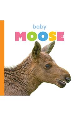 Coperta cărții 'Baby Moose - Kim Thompson'