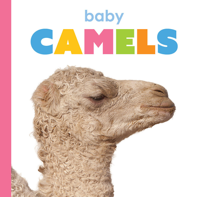 Baby Camels - Kim Thompson
