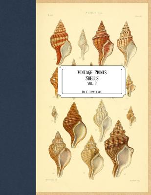 Vintage Prints: Shells: Vol. 8 - E. Lawrence