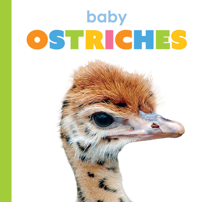 Baby Ostriches - Kim Thompson