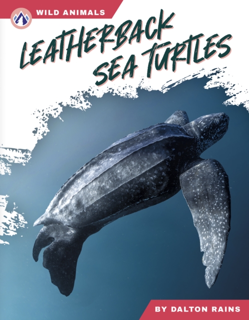 Leatherback Sea Turtles - Abby Doty