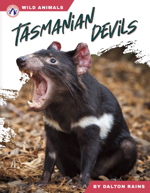 Tasmanian Devils - Dalton Rains