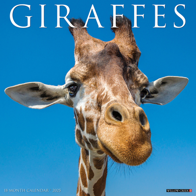 Giraffes 2026 12 X 12 Wall Calendar - 