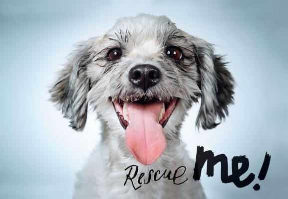 Rescue Me: Dog Adoption Portraits and Stories from New York City - Richard Phibbs
