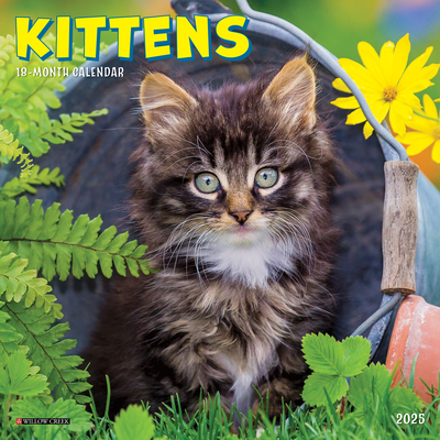 Kittens 2026 7 X 7 Mini Wall Calendar -