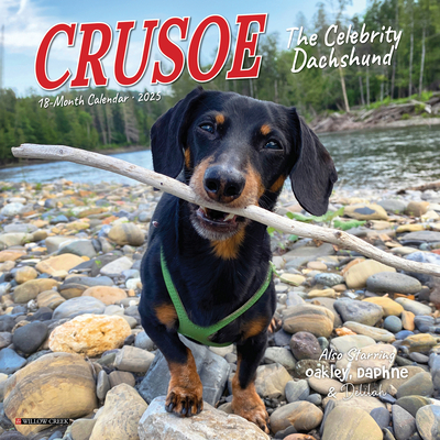 Crusoe the Celebrity Dachshund 2026 7 X 7 Mini Wall Calendar - Ryan Beauchesne