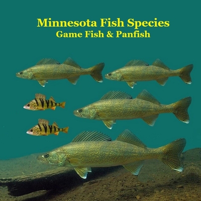 Minnesota Game Fish and Panfish Species Kids Book: Great Book About the Different Types of Fish in Minnesota - Kinsey Marie