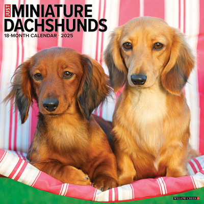 Miniature Dachshunds 2026 12 X 12 Wall Calendar - 