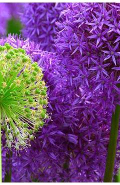 Coperta cărții 'Blossoms: Alliums Are Hardy Bulbs That Produce Dramatic Balls of Purple, Blue, Yellow or Pink Flowers Atop Stiff,'
