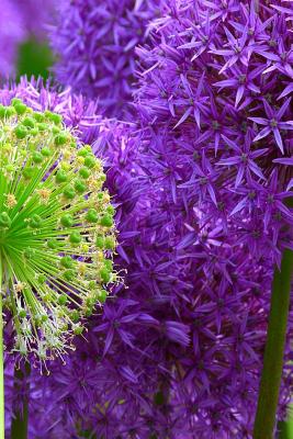 Blossoms: Alliums Are Hardy Bulbs That Produce Dramatic Balls of Purple, Blue, Yellow or Pink Flowers Atop Stiff, Upright Stems. - Planners And Journals