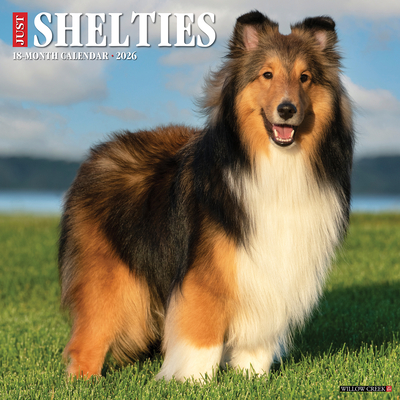 Shelties 2026 12 X 12 Wall Calendar - 