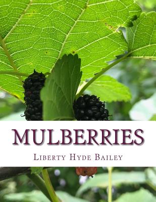 Mulberries - Roger Chambers
