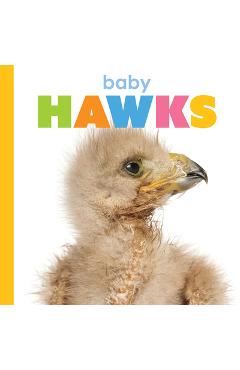 Coperta cărții 'Baby Hawks - Meg Greve'
