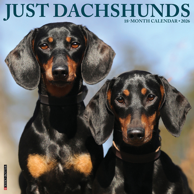 Dachshunds 2026 12 X 12 Wall Calendar -