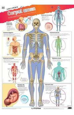 Poza produsului Descopera! Corpul uman. Planse educationale