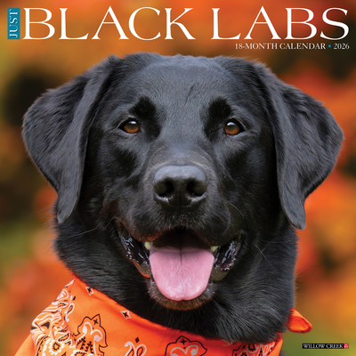 Black Labs 2026 12 X 12 Wall Calendar - 