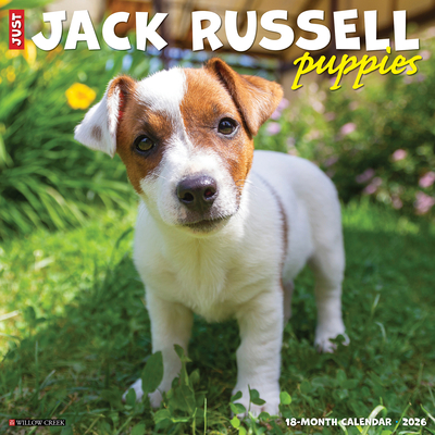 Jack Russell Puppies 2026 12 X 12 Wall Calendar - 