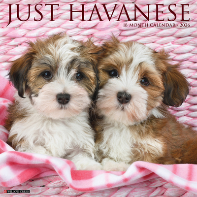 Havanese 2026 12 X 12 Wall Calendar - 