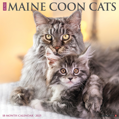 Maine Coon Cats 2026 12 X 12 Wall Calendar - 