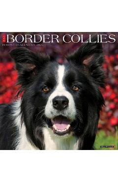 Coperta cărții 'Border Collies 2026 12 X 12 Wall Calendar -'