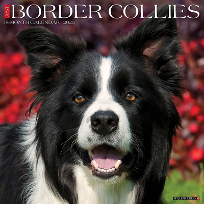 Border Collies 2026 12 X 12 Wall Calendar - 