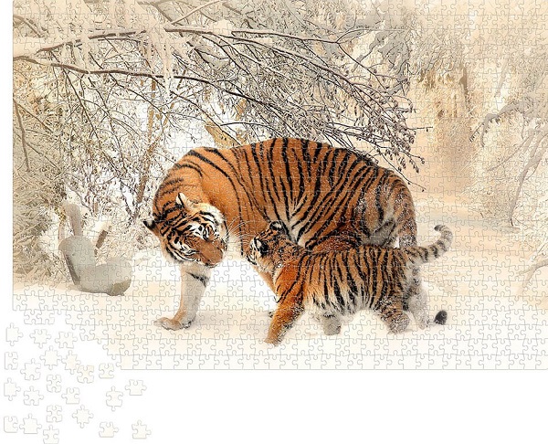 Puzzle 1000: Tigri