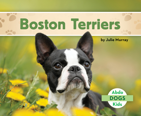 Boston Terriers - Julie Murray