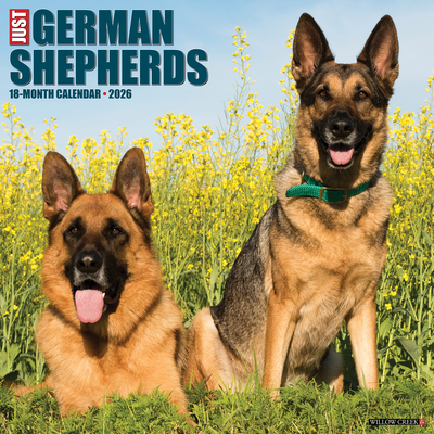 German Shepherds 2026 12 X 12 Wall Calendar - 