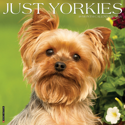 Yorkies 2026 12 X 12 Wall Calendar - 