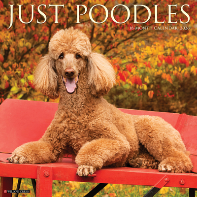 Poodles 2026 12 X 12 Wall Calendar - 