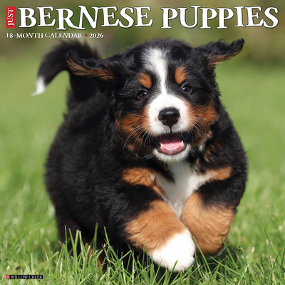 Bernese Mountain Puppies 2026 12 X 12 Wall Calendar - 