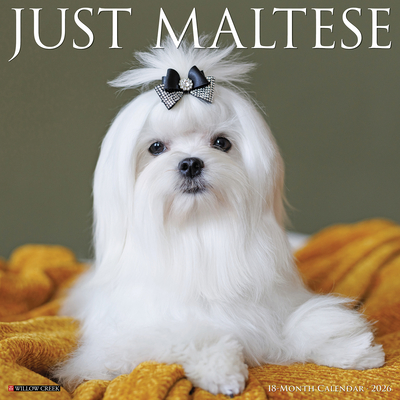 Maltese 2026 12 X 12 Wall Calendar - 