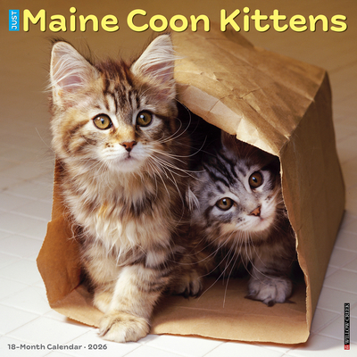 Maine Coon Kittens 2026 12 X 12 Wall Calendar - 