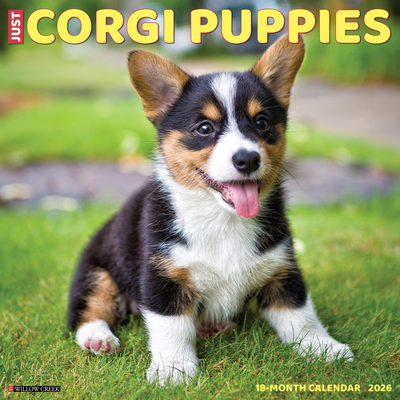 Corgi Puppies 2026 12 X 12 Wall Calendar - 