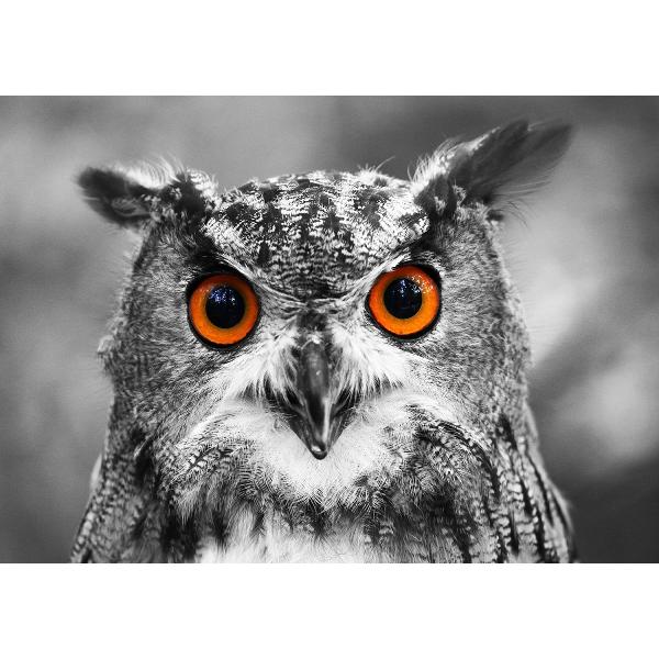 Puzzle 1000: Curious Owl