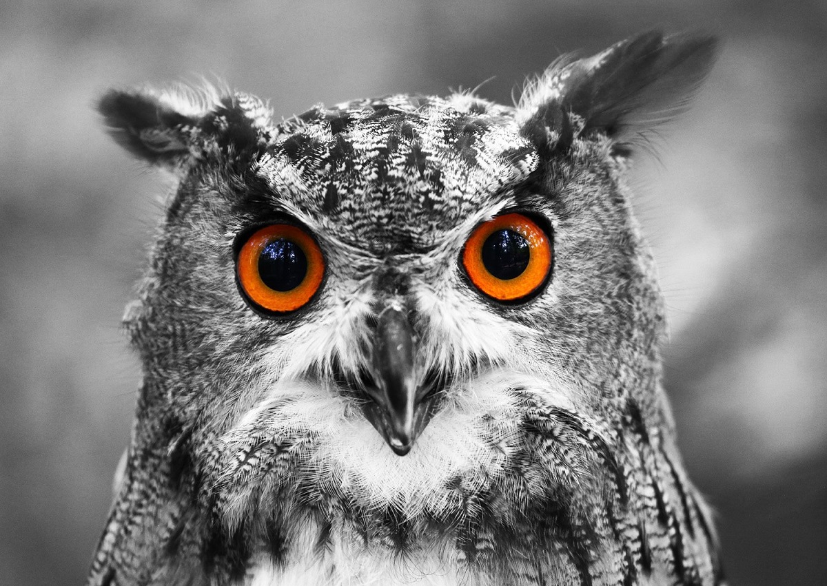 Puzzle 1000: Curious Owl