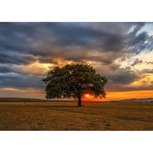 Puzzle 1000: Leaves Eclipse