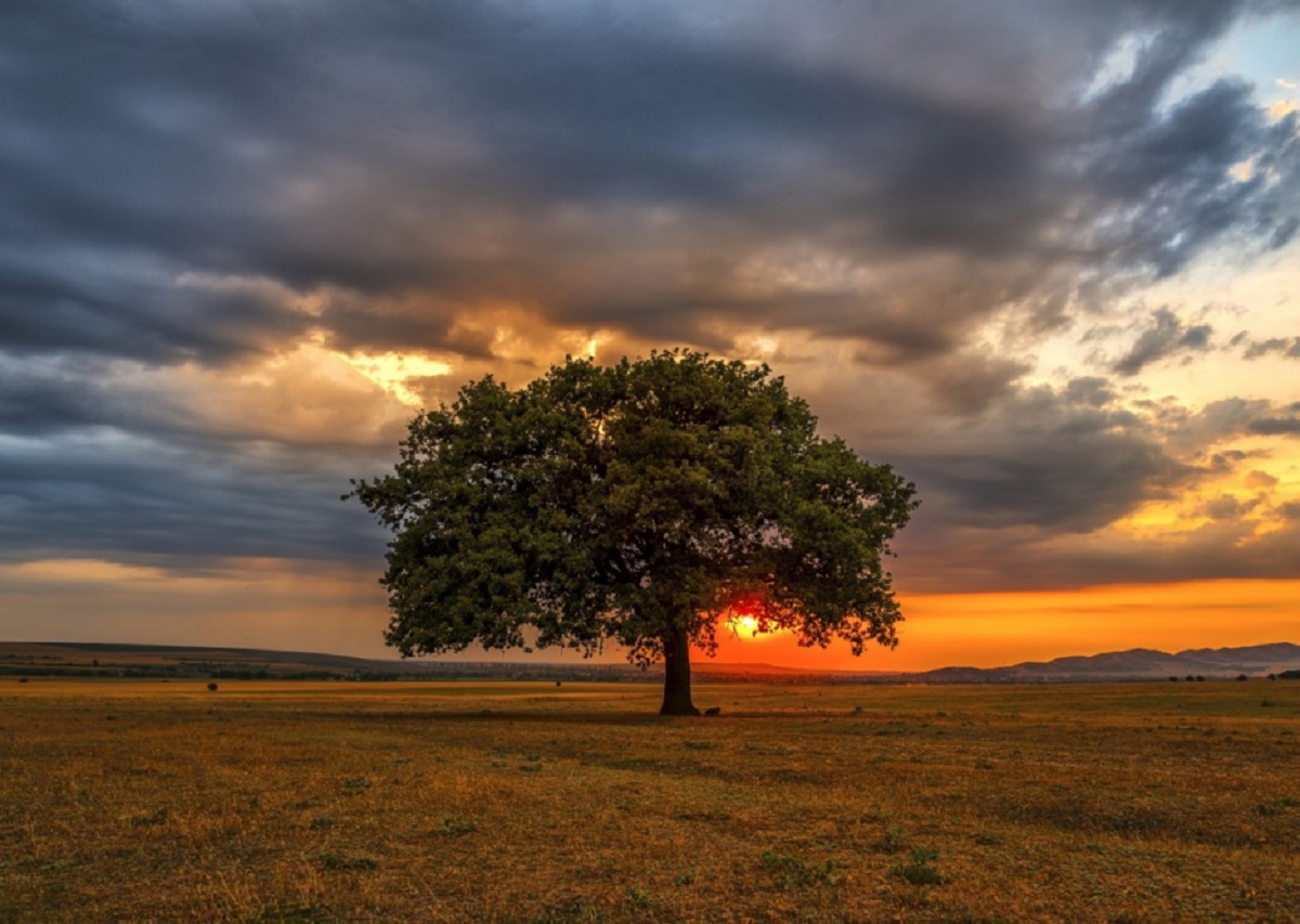 Puzzle 1000: Leaves Eclipse