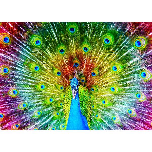 Puzzle 1000: Colorful Peacock