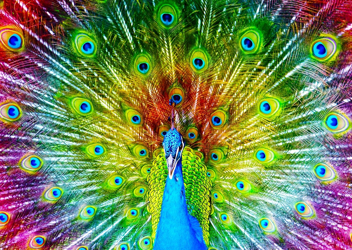 Puzzle 1000: Colorful Peacock