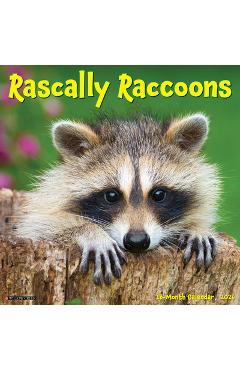Rascally Raccoons 2026 12 X 12 Wall Calendar -