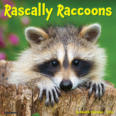Rascally Raccoons 2026 12 X 12 Wall Calendar - 