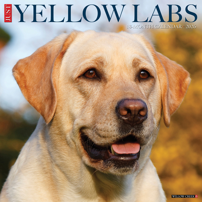 Yellow Labs 2026 12 X 12 Wall Calendar - 