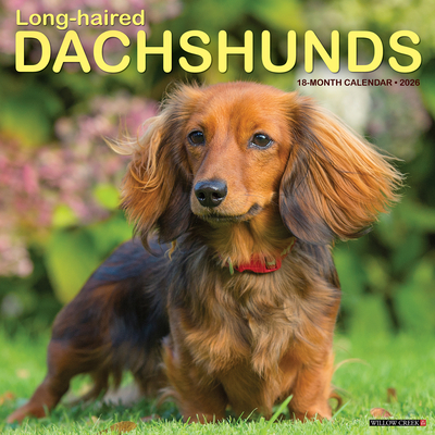 Longhaired Dachshunds 12 X 12 Wall Calendar - 