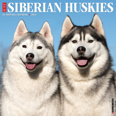 Siberian Huskies 2026 12 X 12 Wall Calendar - 
