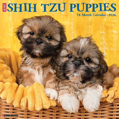 Shih Tzu Puppies 2026 12 X 12 Wall Calendar - 